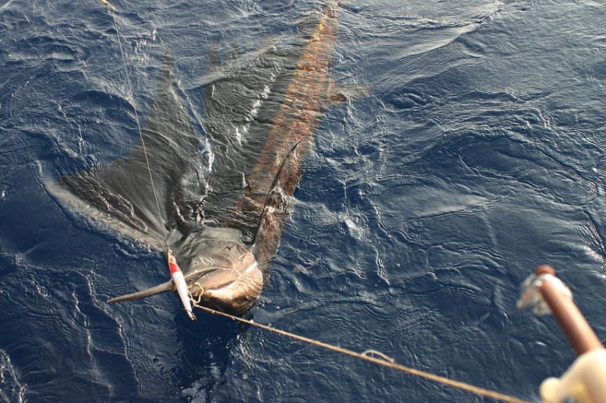 Simile Al Pesce Spada Viene Chiamato Pesce Vela