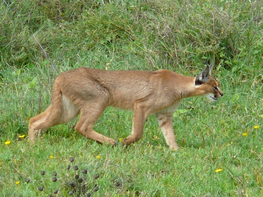 Video Animali Feroci A Caccia Di Prede