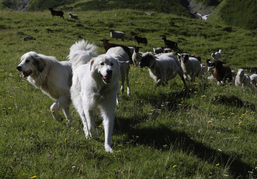 IL PASTORE DEI PIRENEI, TAGLIA GRANDE CARATTERISTICHE E QUALITÁ (FOTO)
