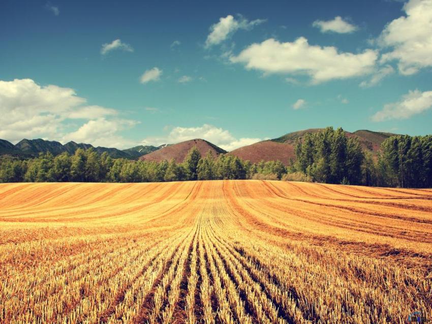 Andiamo A Mietere Il Grano Anno