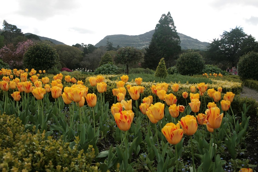 IRLANDA IL PARCO NAZIONALE DI KILLARNEY, UN INCREDIBILE BELLEZZA DEL