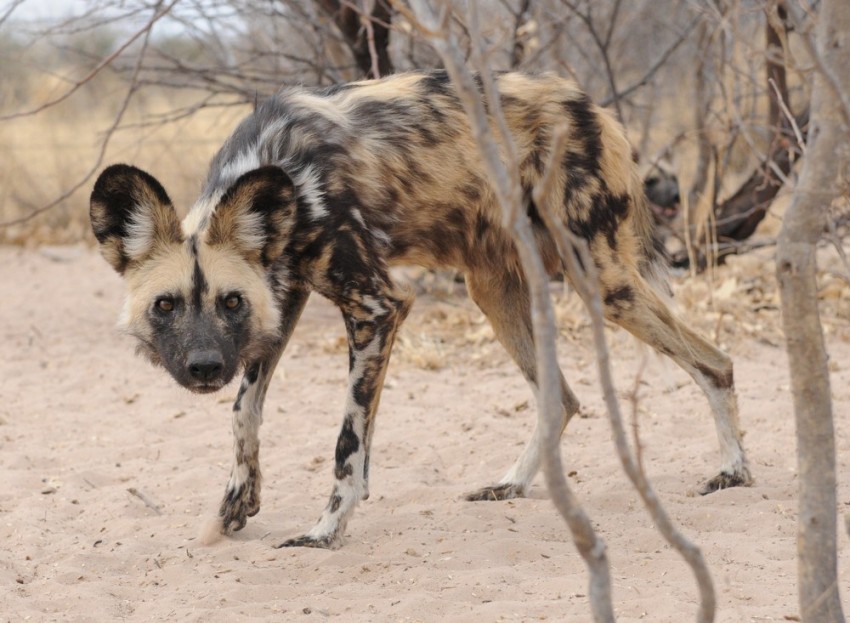 IL LICAONE, IL CANE SELVAGGIO AFRICANO