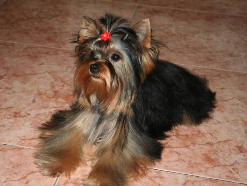 IL CANE YORKSHIRE TERRIER, TAGLIA PICCOLA CARATTERISTICHE E QUALITÁ (FOTO)