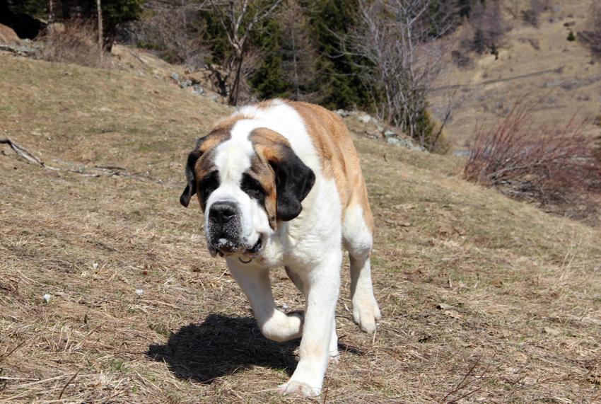 IL CANE SAN BERNARDO, CANE DI