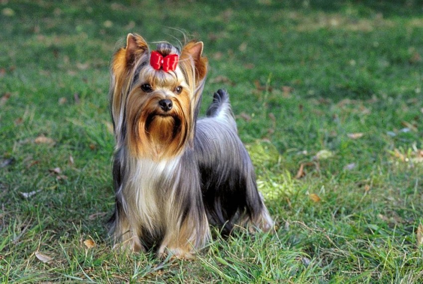 IL CANE YORKSHIRE TERRIER, TAGLIA PICCOLA CARATTERISTICHE E QUALITÁ (FOTO) IL CANE YORKSHIRE TERRIER, TAGLIA PICCOLA CARATTERISTICHE E QUALITÁ (FOTO)