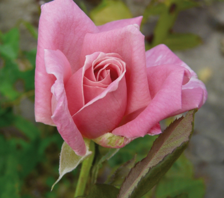 La Rosa Più Bella Del Mondo 2019