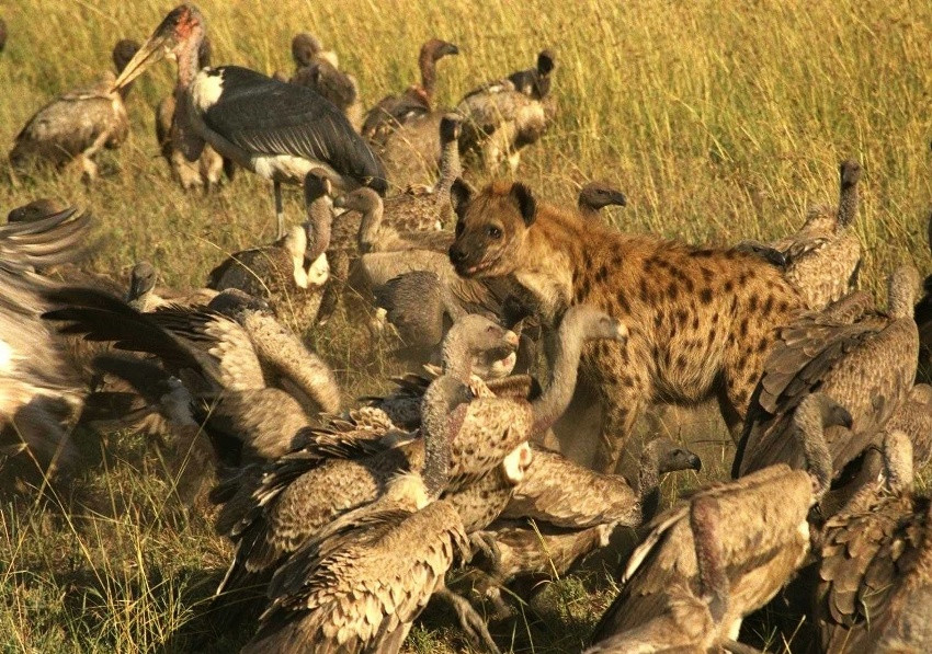 LA IENA, LO SPAZZINO DELLE SAVANE