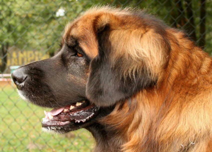 IL LEONBERGER, CANE DI TAGLIA GRANDE CARATTERISTICHE E QUALITÁ (FOTO) IL LEONBERGER, CANE DI TAGLIA GRANDE CARATTERISTICHE E QUALITÁ (FOTO)
