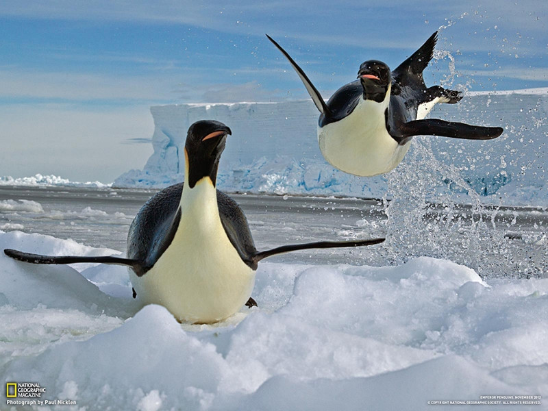 Come Si Scrive Pinguino In Inglese