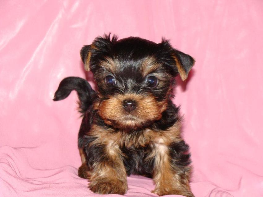 IL CANE YORKSHIRE TERRIER, TAGLIA PICCOLA CARATTERISTICHE E QUALITÁ (FOTO)