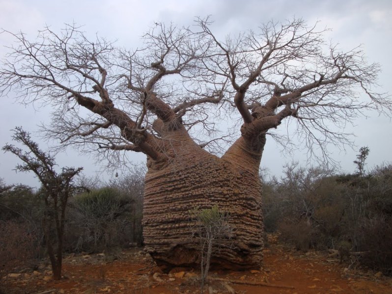 IL BAOBAB IL GIGANTE BUONO DEL MADAGASCAR CURIOSIT USO CONSIGLI E 