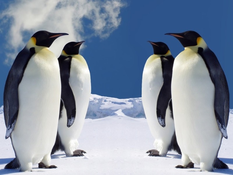 Come Si Scrive Pinguino In Inglese