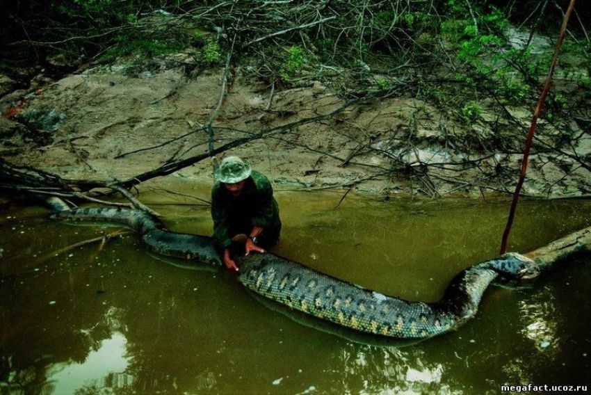 Eunectes murinus L'anaconda gigante verde, il serpente più grande del mondo curiosità foto vide Eunectes murinus L'anaconda gigante verde, il serpente più grande del mondo curiosità foto vide