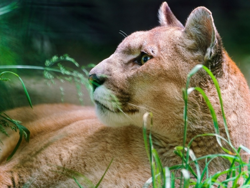 altro nome del puma altro nome del puma