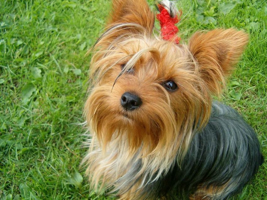 IL CANE YORKSHIRE TERRIER, TAGLIA PICCOLA CARATTERISTICHE E QUALITÁ (FOTO)