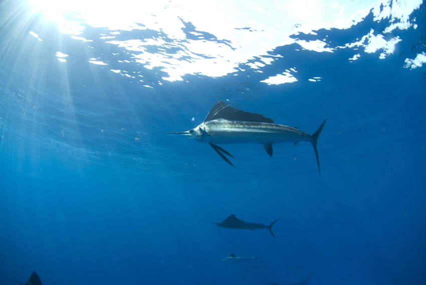 Simile Al Pesce Spada Viene Chiamato Pesce Vela