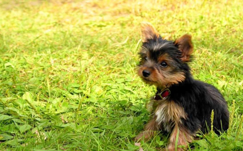 IL CANE YORKSHIRE TERRIER, TAGLIA PICCOLA CARATTERISTICHE E QUALITÁ (FOTO)