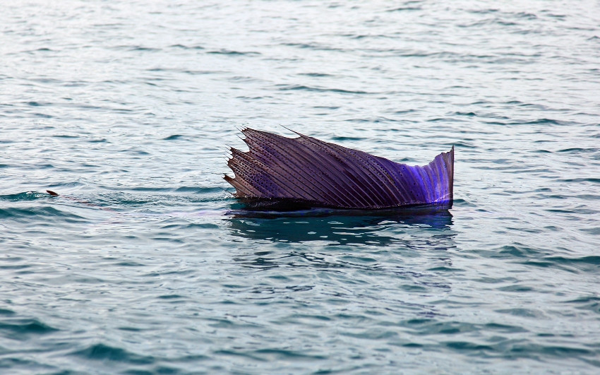 Simile Al Pesce Spada Viene Chiamato Pesce Vela
