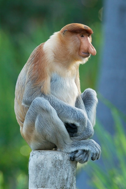 LA NASICA O NASALIS LARVATUS, LA