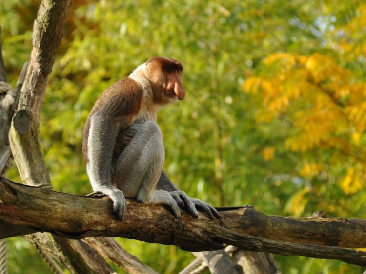 LA NASICA O NASALIS LARVATUS, LA