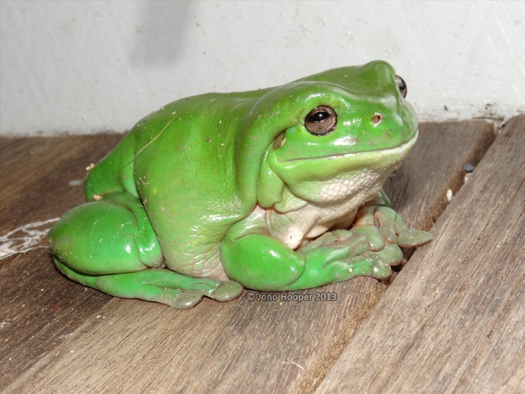 LA RAGANELLA CERULEA AUSTRALIANA [LITORIA CAERULEA]