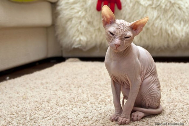 Immagini Di Gatti Senza Pelo