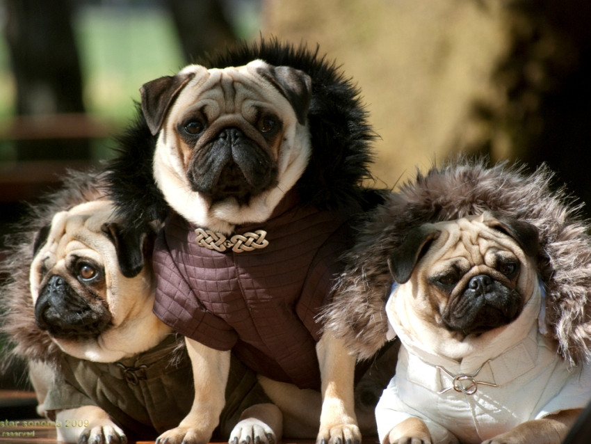 IL CANE CARLINO, TAGLIA PICCOLA CARATTERISTICHE E QUALITÁ (FOTO)