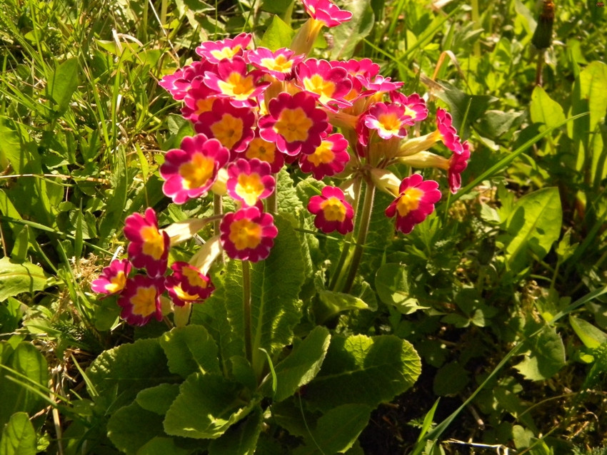 Primula Da Giardino - Semi Per Fioritura Primaverile, Ideali Per Vasi E Aiuole - Foto 8