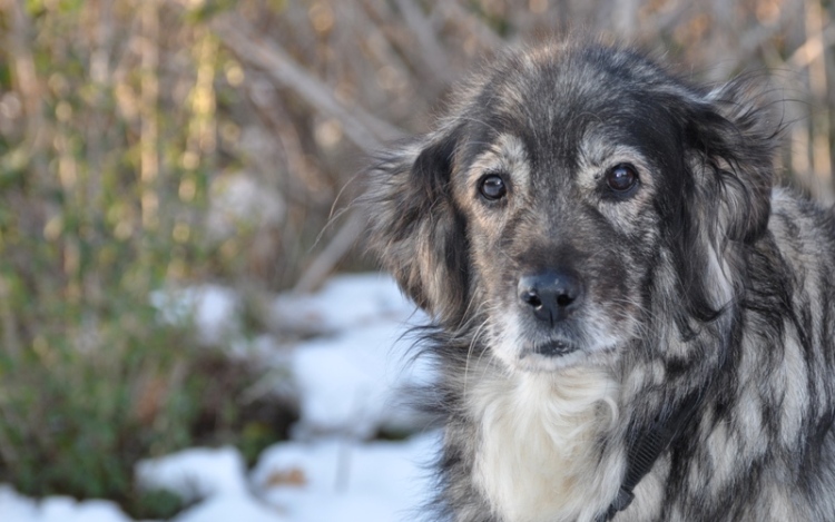 Il Cane Da Pastore Di Karst Taglia Media Caratteristiche E Qualitá
