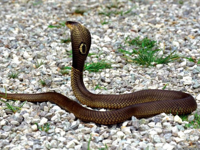 Cobra reale il serpente velenoso più grande del mondo Cobra reale il serpente velenoso più grande del mondo