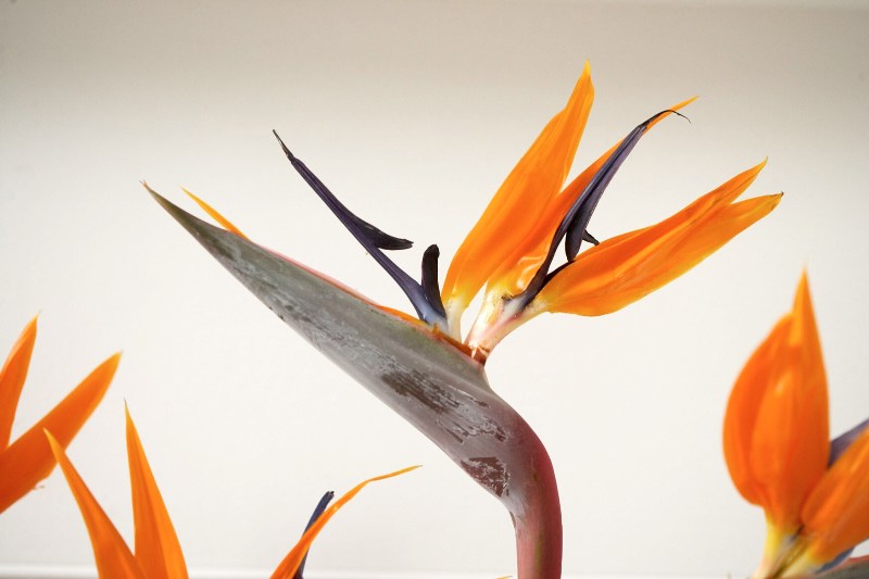 Sterlizia Piante Perenni Coltivazione Strelitzia Giardinaggio Net Sterlizia Piante Perenni Coltivazione Strelitzia Giardinaggio Net