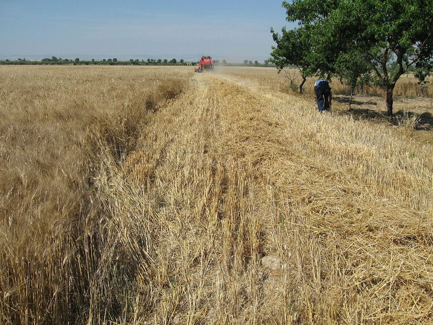 Andiamo A Mietere Il Grano Anno