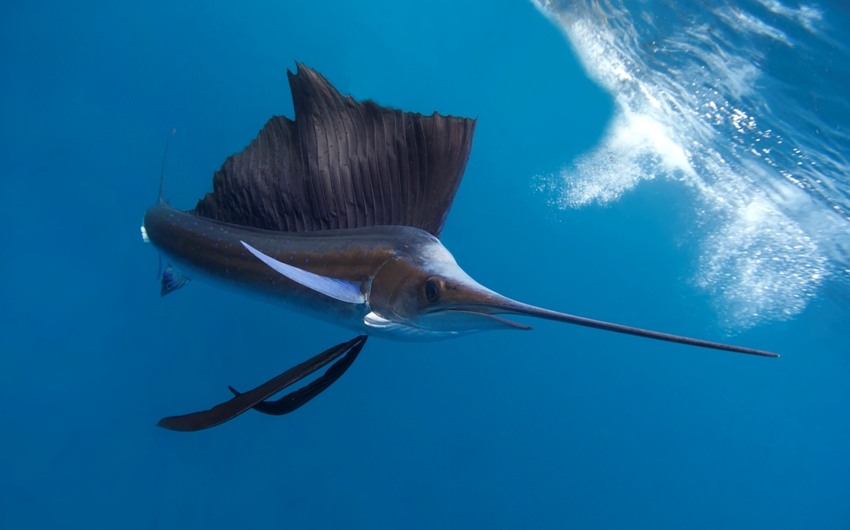 Simile Al Pesce Spada Viene Chiamato Pesce Vela