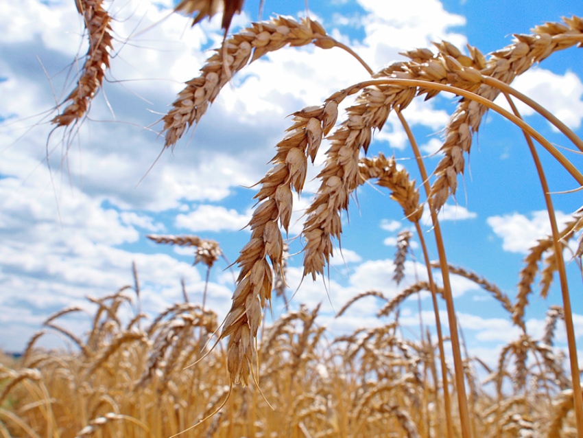 Andiamo A Mietere Il Grano Anno
