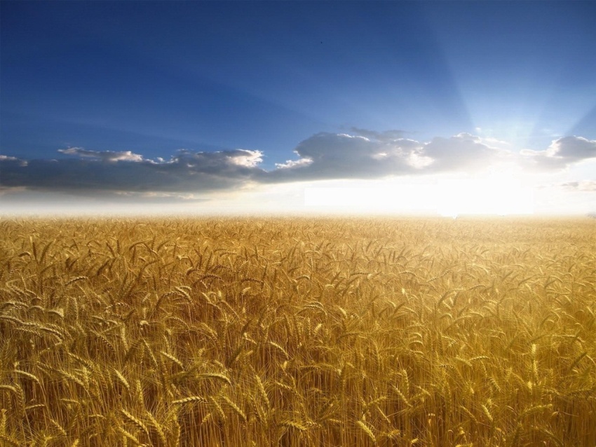 Andiamo A Mietere Il Grano Anno
