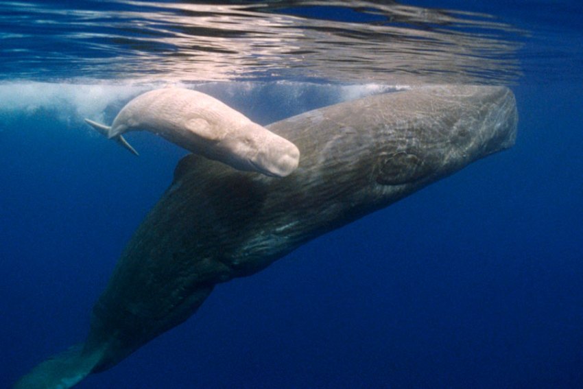 Quando Le Balene Avevano Le Zampe Documentario