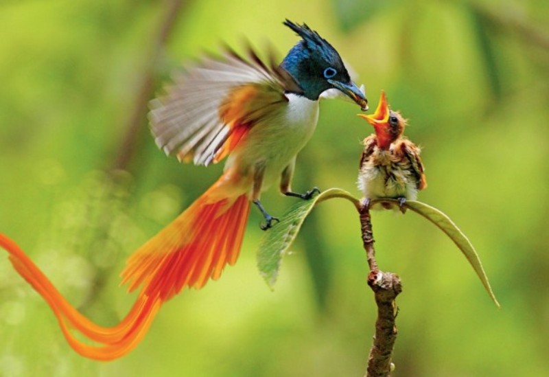Gli uccelli del Paradiso, scheda, immagini bellissime (foto e video) Gli uccelli del Paradiso, scheda, immagini bellissime (foto e video)
