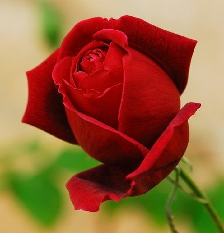 Cogli La Rosa Quando è Il Momento Walt Whitman