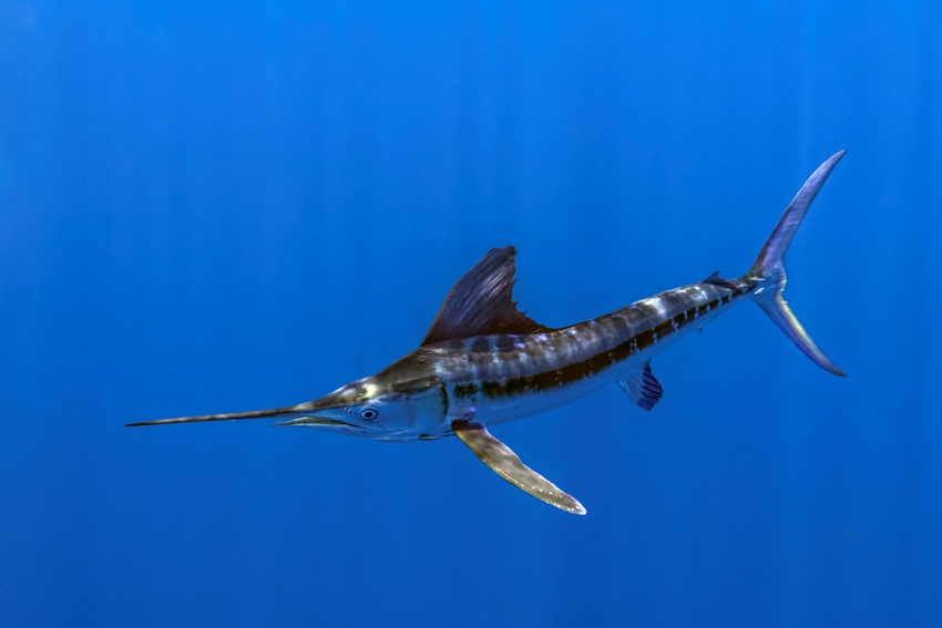 Simile Al Pesce Spada Viene Chiamato Pesce Vela