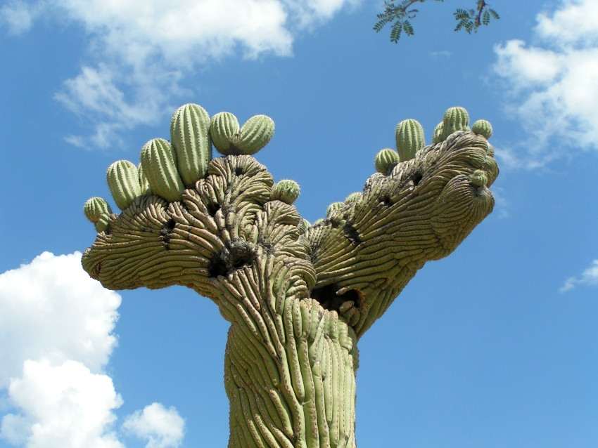Free Picture: The Saguaro Cactus (Carnegiea Gigantea) In A Desert - Foto 3