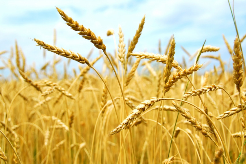 Andiamo A Mietere Il Grano Anno