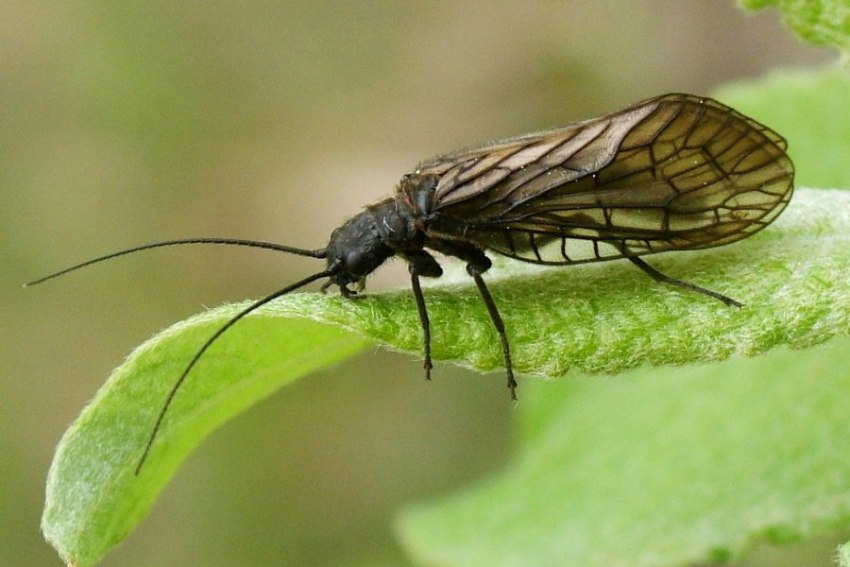 Insetti e animaletti spontanei del laghetto - Piante Acquatiche Vivaio