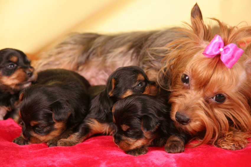 IL CANE YORKSHIRE TERRIER, TAGLIA PICCOLA CARATTERISTICHE E QUALITÁ (FOTO)