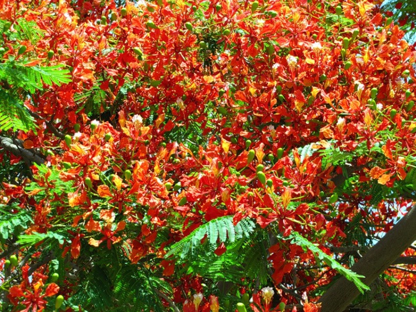 Delonix Regia Flanboyant Albero Del Fuoco 10 Semi Alta Germinabilita