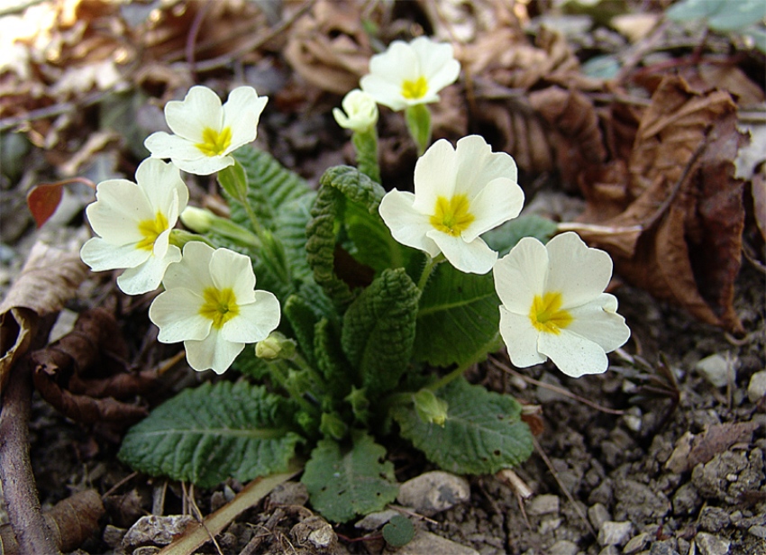 Primula Da Giardino - Semi Per Fioritura Primaverile, Ideali Per Vasi E Aiuole