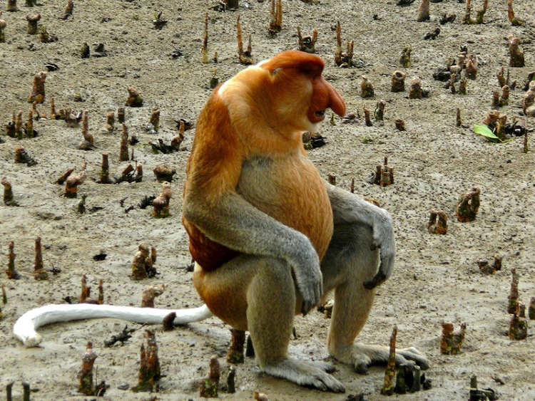 Come Si Chiama Il Verso Della Scimmia