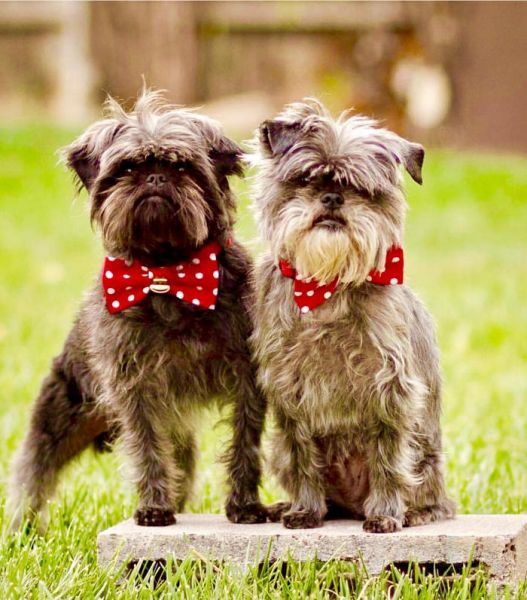 Cani Piccola Taglia Le 35 Razze Di Cani Piccoli Perfette Per L
