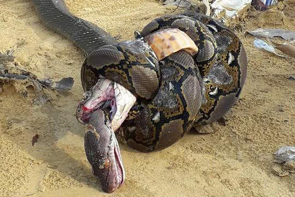 Cuanto Cobra Un Fotografo De National Geographic