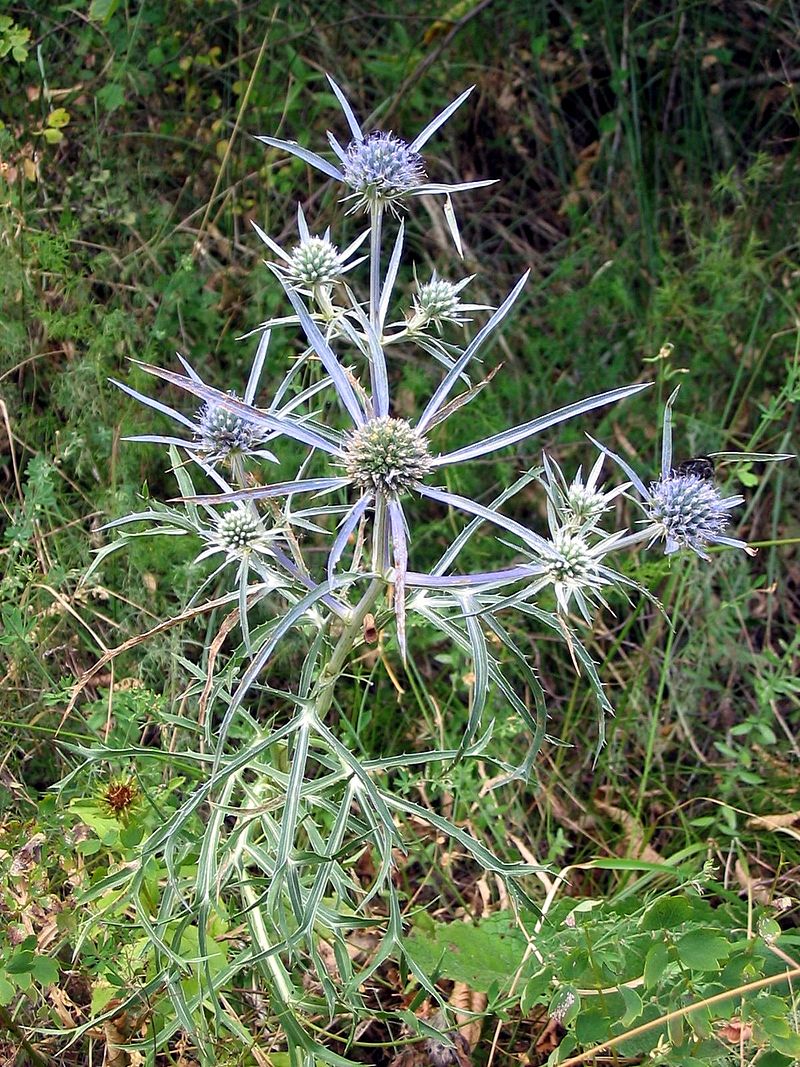 La calcatreppola ametistina (Eryngium amethystinum)
