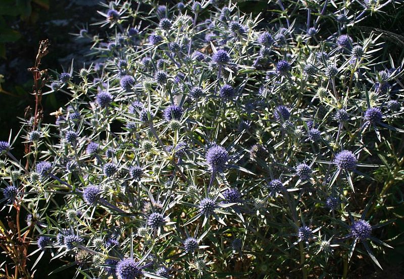 La calcatreppola ametistina (Eryngium amethystinum)